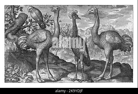 Gekrönter Kranich zwischen zwei Straußen, Nicolaes de Bruyn, 1594 Stockfoto