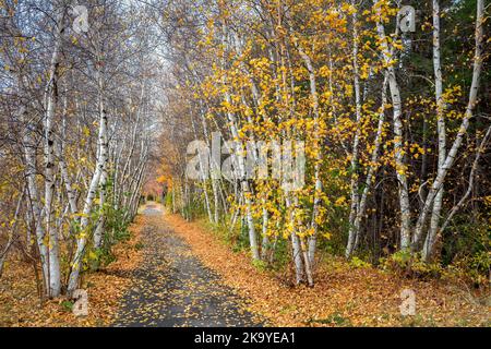 Birken- und Espenbäume im Herbst auf dem Weg. Stockfoto