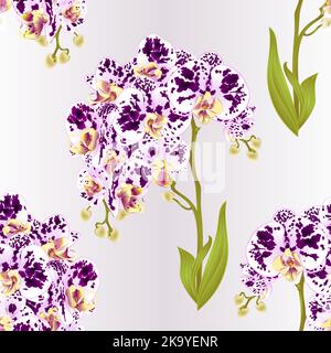 Nahtlose Textur Zweige Orchidee Phalaenopsis mit Punkten lila und weißen Blüten und Blätter tropischen Pflanzen Stamm und Knospen Natur Hintergrund Jahrgang Stock Vektor