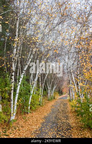 Birken- und Espenbäume im Herbst auf dem Weg. Stockfoto
