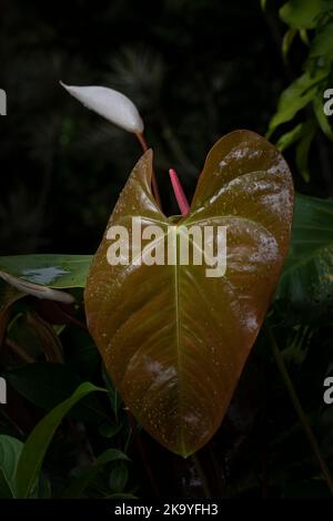 Anthurium andraeanum blühend mit Blättern und Regentropfen nach einem Regenschauer Stockfoto