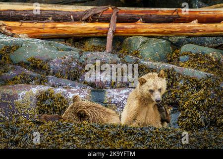 Grizzly trägt Mutter mit Jungen in Knight Inlet, First Nations Territory, British Columbia, Kanada Stockfoto