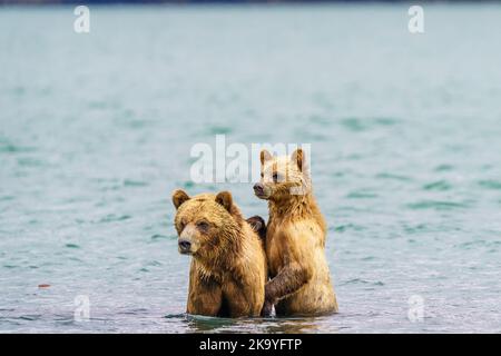 Grizzly trägt Mutter mit Jungen in Knight Inlet, First Nations Territory, British Columbia, Kanada Stockfoto