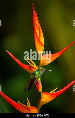 Rübenschwanzkolibri auf einem orangefarbenen Heliconia-Blumenbild, das in Panama aufgenommen wurde Stockfoto