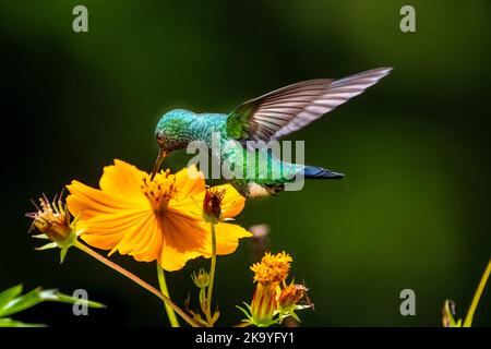 Kleiner grüner Garten Smaragd Kolibri, der sich auf einer orangen Blume ernährt Stockfoto