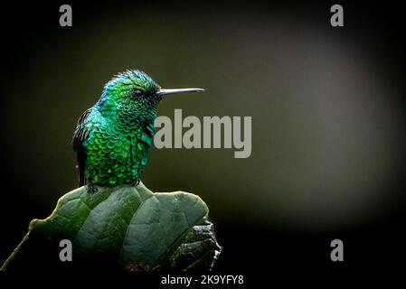 Kleiner grüner Garten smaragdgrüner Kolibri, der auf einem Blatt auf dunklem Hintergrund thront Stockfoto