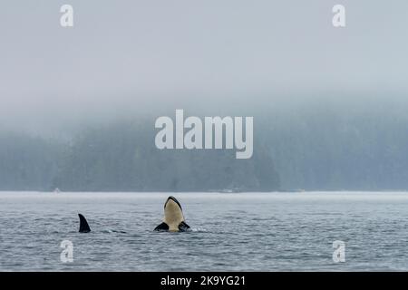 Im Norden lebende Killerwale, die an einem nebligen Morgen im Blackfish Sound, dem First Nations Territory, den traditionellen Gebieten der Kwakwaka'wakw, spucken Stockfoto