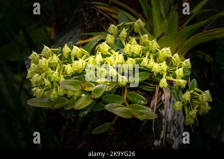 Epidendrum amparoanum grüne Orchideenblüten Bild aufgenommen in Panamas Nebelwald Stockfoto