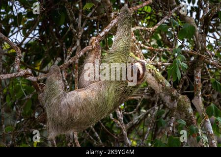 Brauner Kehlfaultier mit 3 Toed klettert auf ein Baumbild, das in Panama aufgenommen wurde Stockfoto