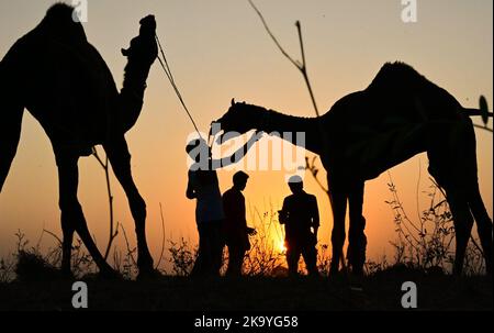 Ajmer, Rajasthan, Indien. 30. Oktober 2022. Die Pushkar-Messe (Pushkar Camel Fair) oder Pushkar Mela, wie es vor Ort als bekannt ist, ist eine jährliche fünftägigen Kamel-und Viehmarkt in der Stadt Pushkar zwischen den Monaten Oktober und November statt. (Bild: © Shaukat Ahmed/Pacific Press via ZUMA Press Wire) Bild: ZUMA Press, Inc./Alamy Live News Stockfoto