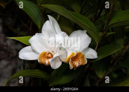 2 weiße Sobralia-Orchideen mit Blumenbesen in voller Blüte, aufgenommen im Nebelwald von Panamas Stockfoto