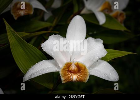 Weiße Sobralia-Orchideen mit Blütenpracht in voller Blüte, aufgenommen im Nebelwald von Panamas Stockfoto