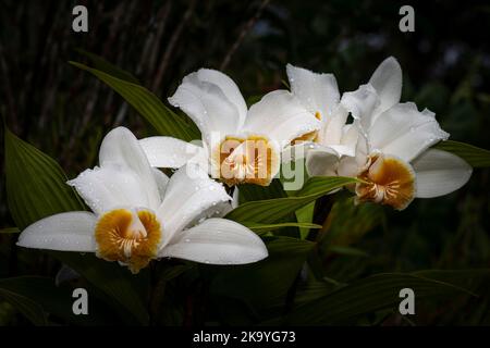 3 Weiße Sobralia-Orchideen mit Blumenbesen in voller Blüte, aufgenommen im Nebelwald von Panamas Stockfoto