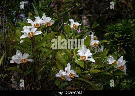Viele weiße Sobralia-Orchideen mit Blütenpracht in voller Blüte, aufgenommen im Nebelwald von Panamas Stockfoto