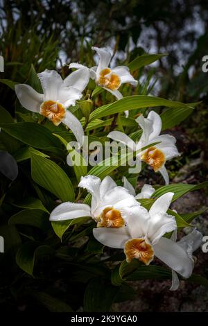 Viele weiße Sobralia-Orchideen mit Blütenpracht in voller Blüte, aufgenommen im Nebelwald von Panamas Stockfoto