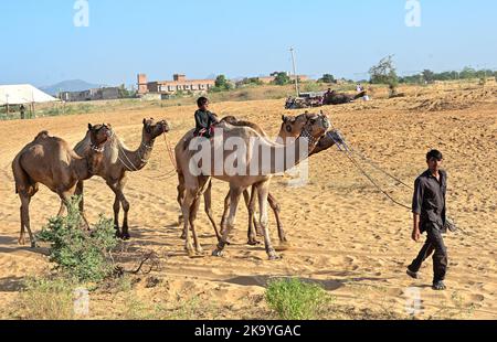 Ajmer, Rajasthan, Indien. 30. Oktober 2022. Die Pushkar-Messe (Pushkar Camel Fair) oder Pushkar Mela, wie es vor Ort als bekannt ist, ist eine jährliche fünftägigen Kamel-und Viehmarkt in der Stadt Pushkar zwischen den Monaten Oktober und November statt. (Bild: © Shaukat Ahmed/Pacific Press via ZUMA Press Wire) Bild: ZUMA Press, Inc./Alamy Live News Stockfoto