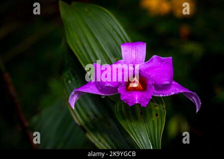 Rosa oder violette Sobralia-Orchideen Stockfoto