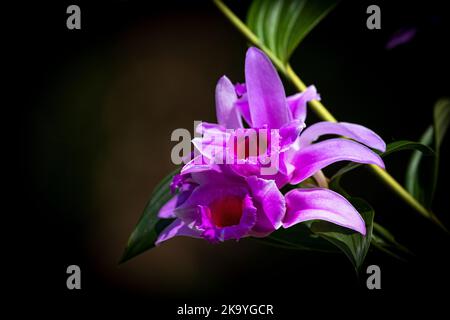 Zwei rosa oder lila Sobralia Orchideenblüten auf dunklem Hintergrund Stockfoto