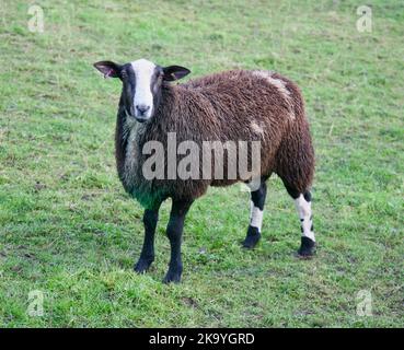 Ein hübsch aussehendes Schaf auf Pendle Hill, Lancashire, Großbritannien, Europa Stockfoto