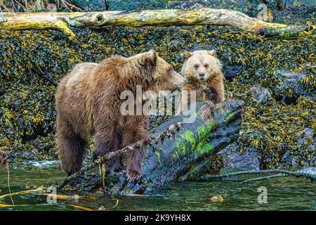 Grizzly gebären Mutter mit ihrem Jungen (2. Jahre), das entlang der niedrigen Flut in Knight Inlet, First Nations Territory, Traditional Territories of the Kwakw füttert Stockfoto