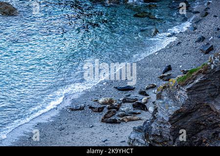 Robben sonnen sich am Strand von Mutton Cove, Godrevy, Cornwall Stockfoto