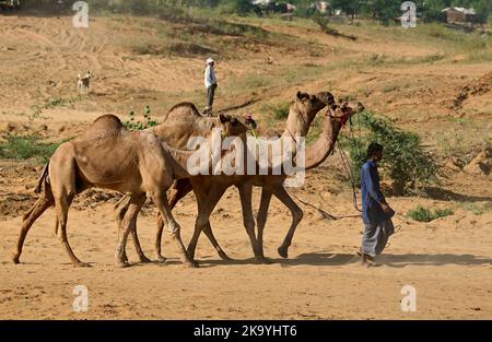 Ajmer, Rajasthan, Indien. 30. Oktober 2022. Die Pushkar-Messe (Pushkar Camel Fair) oder Pushkar Mela, wie es vor Ort als bekannt ist, ist eine jährliche fünftägigen Kamel-und Viehmarkt in der Stadt Pushkar zwischen den Monaten Oktober und November statt. (Bild: © Shaukat Ahmed/Pacific Press via ZUMA Press Wire) Bild: ZUMA Press, Inc./Alamy Live News Stockfoto