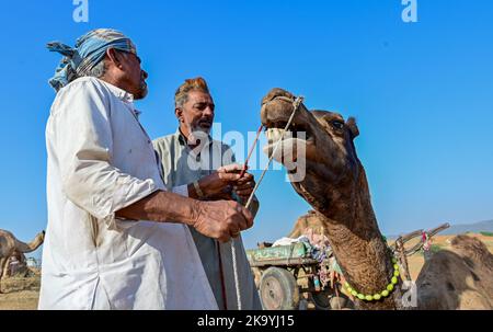 Ajmer, Rajasthan, Indien. 30. Oktober 2022. Die Pushkar-Messe (Pushkar Camel Fair) oder Pushkar Mela, wie es vor Ort als bekannt ist, ist eine jährliche fünftägigen Kamel-und Viehmarkt in der Stadt Pushkar zwischen den Monaten Oktober und November statt. (Bild: © Shaukat Ahmed/Pacific Press via ZUMA Press Wire) Bild: ZUMA Press, Inc./Alamy Live News Stockfoto