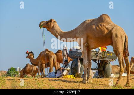 Ajmer, Rajasthan, Indien. 30. Oktober 2022. Die Pushkar-Messe (Pushkar Camel Fair) oder Pushkar Mela, wie es vor Ort als bekannt ist, ist eine jährliche fünftägigen Kamel-und Viehmarkt in der Stadt Pushkar zwischen den Monaten Oktober und November statt. (Bild: © Shaukat Ahmed/Pacific Press via ZUMA Press Wire) Bild: ZUMA Press, Inc./Alamy Live News Stockfoto