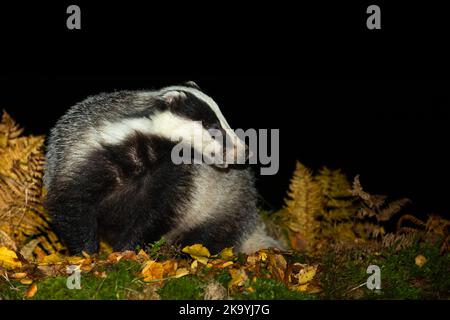 Dachs, Wissenschaftlicher Name: Meles Meles. Nahaufnahme eines wilden Dachses, alarmiert und wachsam, während er in einem Wald in Glen Strathfarrar, Schottland, Nahrungssuche macht. Horizont Stockfoto