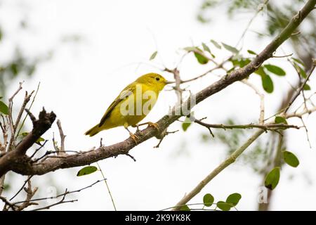 Schöner amerikanischer Gelbwaldsänger (Setophaga petechia), der auf einem Makanobaum in Zentral-Panama thront. Stockfoto