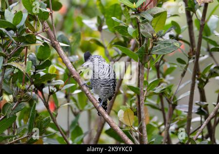 Barred Antshrike (Thamnophilus doliatus), der auf einem Orangenbaum-Ast thront Stockfoto