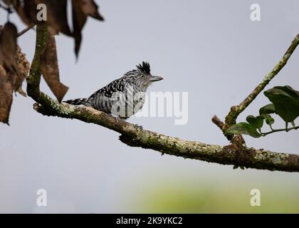 Barred Antshrike (Thamnophilus doliatus), der auf einem Orangenbaum-Ast thront Stockfoto