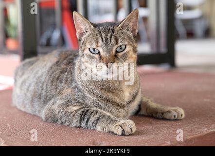 Nahaufnahme einer schönen weiblichen Katze, die sich hinlegt Stockfoto