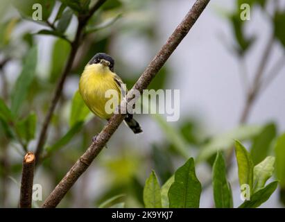 Gewöhnlicher Tody-Flycatcher (Todirostrum cinereum), der auf einem Ast thront Stockfoto