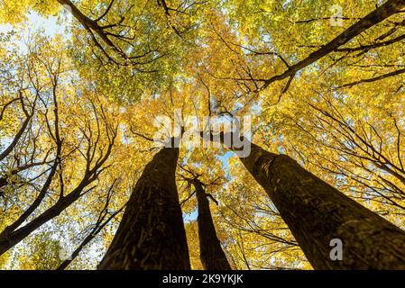 Flache Ansicht von Ästen mit gelben Blättern im Herbst in der Provence südlich von Frankreich Stockfoto