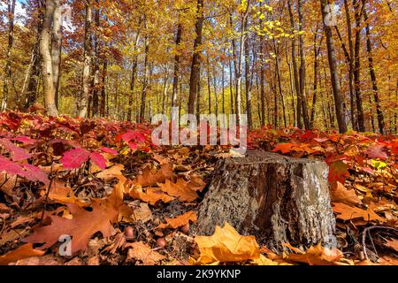 Landschaftlich reizvoller Blick auf den bunten Herbst im Wald der Siebenbürgischen Alpen in Rumänien während des sonnigen Oktobertages Stockfoto
