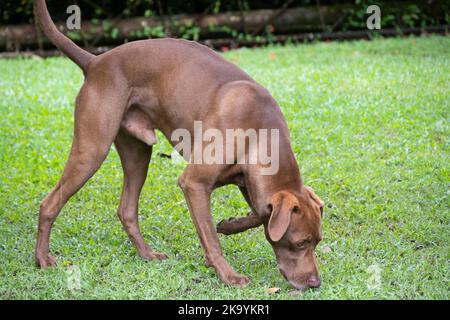 Hundehund schnüffelt auf dem Boden, um dem Gebet zu folgen Stockfoto