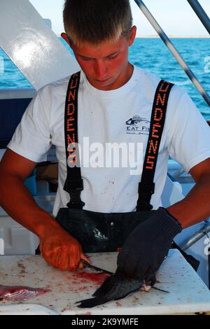 Ein junger Mann, der an einem Charterboot arbeitet, schneidet, schneidet, filets und entlarvt die Tage, die von den Fischern vom Schiff aus gefangen werden Stockfoto