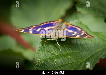 Lesser Purple Emperor - Apatura ilia Schmetterlingsarten, die in den meisten Teilen Europas und im Osten der Paläarktis beheimatet sind. Es ist nach seiner Ähnlichkeit mit t benannt Stockfoto