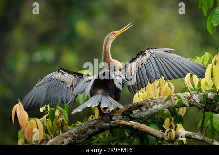 Anhinga (Anhinga anhinga) genannt Schlangenvögel, amerikanischer Darter oder wassertürke, Vogel des wärmeren Amerikas, bedeutet Teufelsvögel oder Schlangenvögel, Anhingidae. Wate Stockfoto