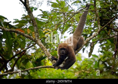 Gewöhnlicher Wollaffen oder Brauner oder Humboldts Wollaffen (Lagothrix lagothricha) aus Südamerika in Kolumbien, Ecuador, Peru, Bolivien, Brasilien und V. Stockfoto