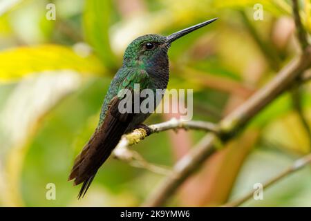 Grün-rückiger oder weißschwänziger Hillstar - Urochroa leucura, früher im weißschwänzigen Hillstar, Kolibri in Brillanten, Stamm Helianthini in Lesb Stockfoto