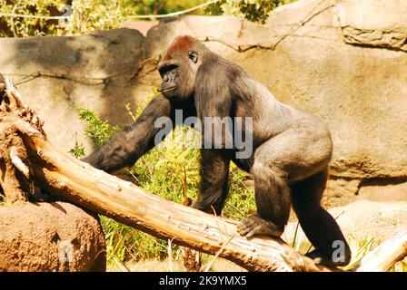Ein westlicher Tieflandgorilla steigt auf einem Baumstamm in einem Zoo auf Stockfoto