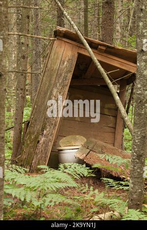 Altes verlassene hölzerne Nebengebäude im Wald. Alte Privates im Wald, umgeben von Farnen. Gebrochenes Nebengebäude mit Kiefernnadeln bedeckt. Stockfoto