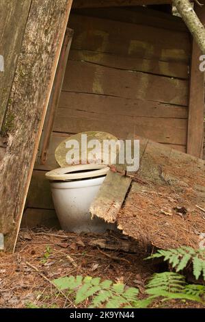 Altes verlassene hölzerne Nebengebäude im Wald. Alte Privates im Wald, umgeben von Farnen. Gebrochenes Nebengebäude mit Kiefernnadeln bedeckt. Stockfoto