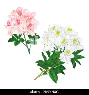 Zweige hellrosa und weißen Blüten Rhododendrons Bergstrauch auf weißem Hintergrund Set drei Vintage Vektor Illustration editierbar Handzeichnungen Stock Vektor