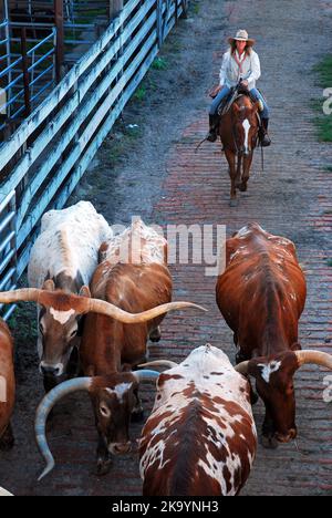 Ein junges Cowgirl rudet Texas Longhorns in ihre Stifte in den Fort Worth Stock Yards Stockfoto