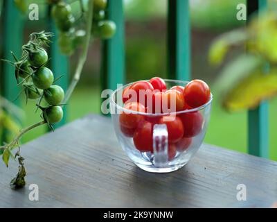 Dunkelrote Kirschtomaten in einem Glas auf einem Holztisch. Daneben eine Ranke mit unreifen, grünen Kirschtomaten auf einer Tomatenpflanze. Hintergrund sehr Stockfoto