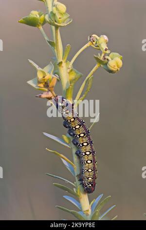 Spurge Hawkmoth Raupe (Hyles eumorbiae) Fütterung an Sea Spurge (Eforbia paralias) Snettisham UK GB Oktober 2022 gestapelt Stockfoto