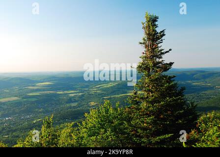 Auf dem Gipfel des Mt Greylock, dem höchsten Punkt in Massachusetts, wächst ein immergrüner Baum aus roter Fichte Stockfoto